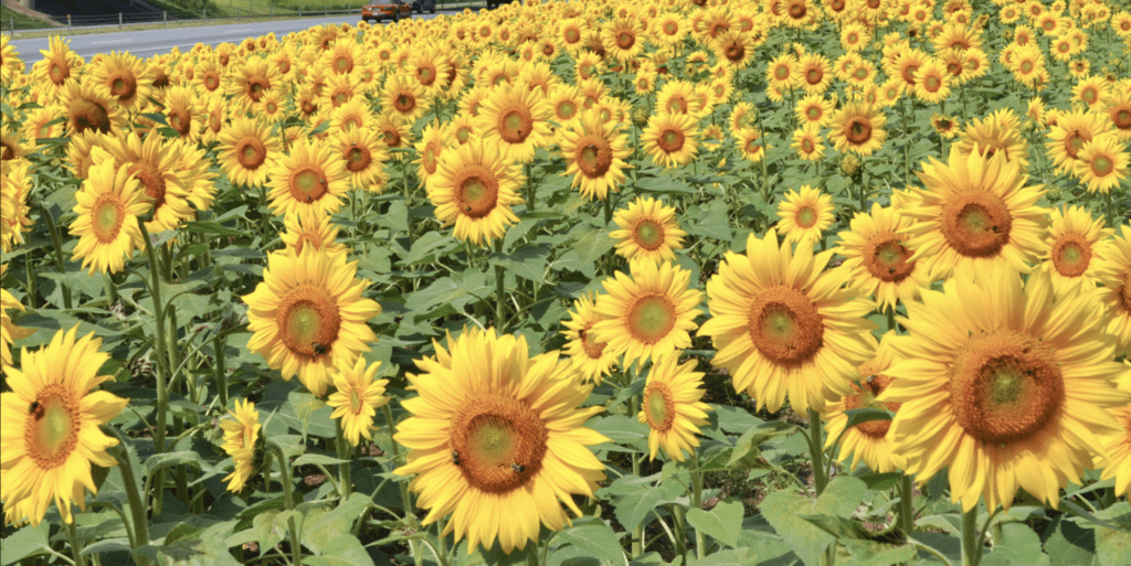 Sunflowers